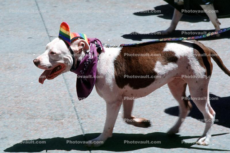 Dog Marching at the Lesbian Gay Freedom Parade, Market Street