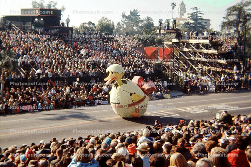 Duck, Egg, hatching, Rose Parade, January 1968, 1960s