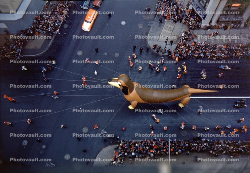 Freida the Dachshund, People Crowds, Macy's Thanksgiving Day Parade, 1949