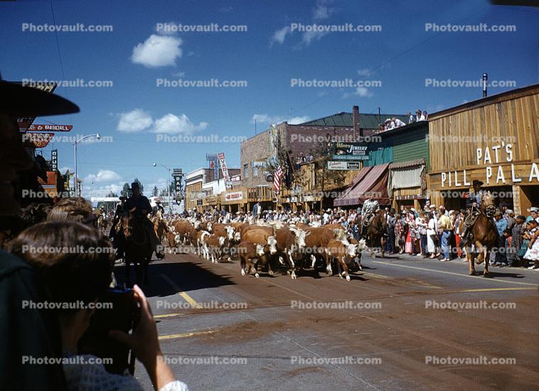 Steer Roundup Down Main Street, Cattle, Cows, Redmond, Kings County, 1950s