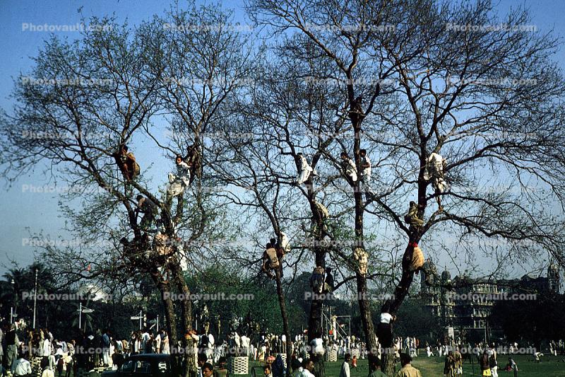 People Climbing Trees, Calcutta, India