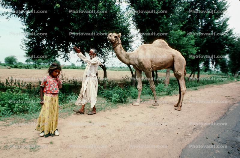 Camel, Ahmadabad
