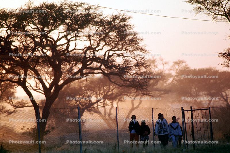 Tree, Fence, Rehoboth, Namibia