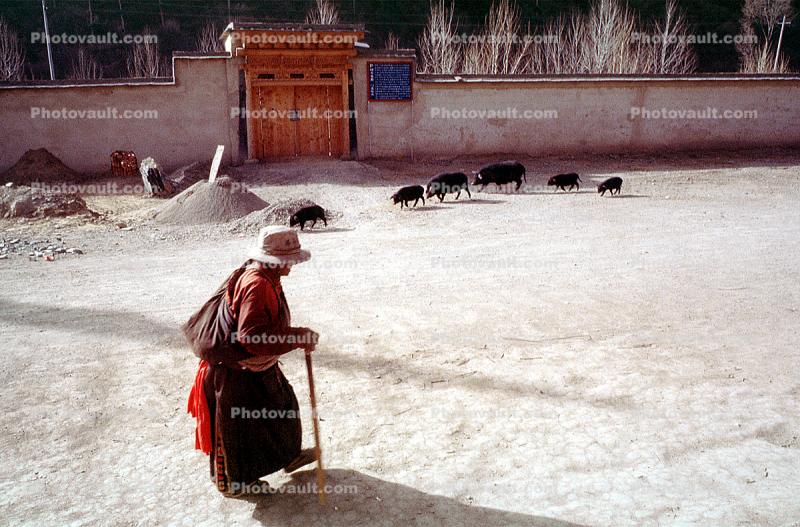 Woman Walking with a Cane, Pigs with piglets, Xiahe, Gansu, China