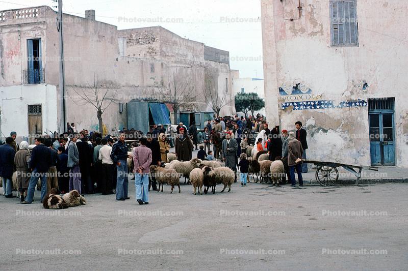 Sheep Auction, Tunisia