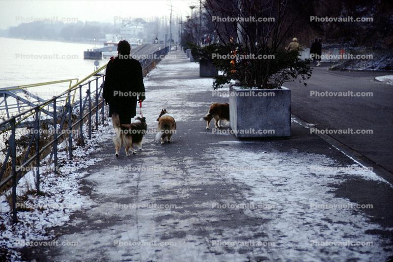 Ice, Snow, Cold, Man, Walking Dogs, Coat, Riverfront, December 1985, 1980s