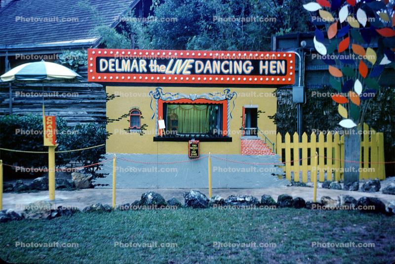 Delmar the Live Dancing Hen, Storybook