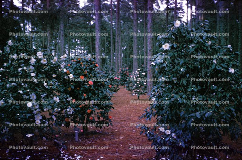 Gardens, bushes, flowers, trees, forest, March 1964, 1960s