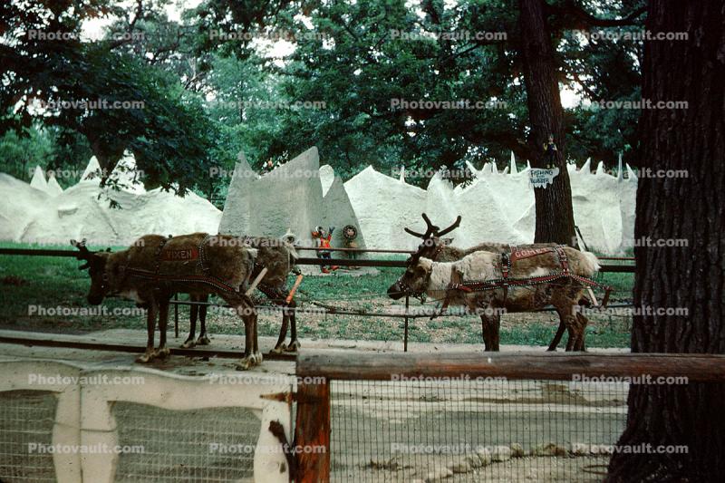 Reindeer, Santa's Village Amusement Park, Dundee Illinois, June 1962, 1960s