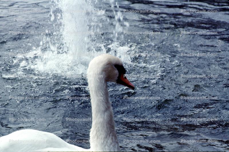 Swan, Water Fountain, aquatics, Montreal Worlds Fair, Expo-67, Montreal, Canada, 1967, 1960s