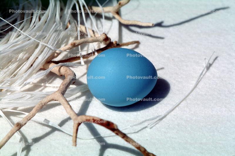 Blue egg, paper nest, twigs
