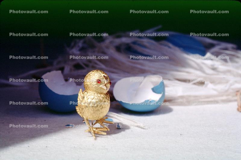 Golden Bird, tweet, tweeting, Blue eggs, paper nest, chirp, chirping