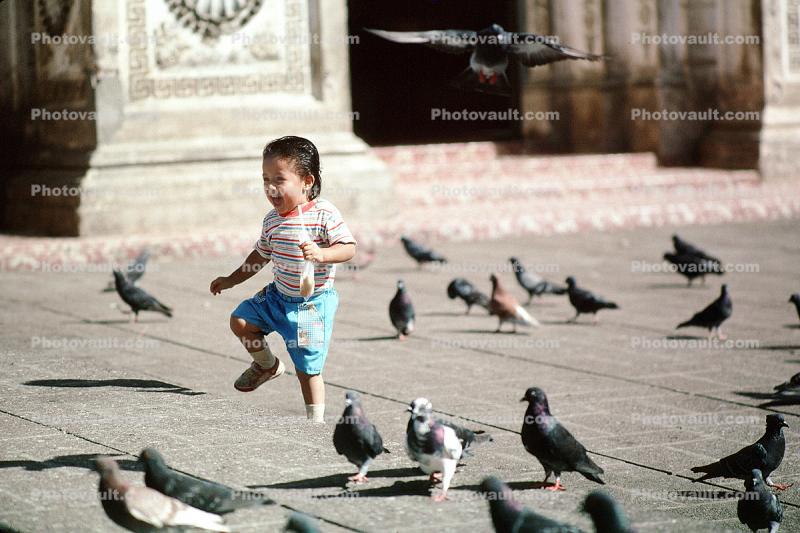 pigeons, girl, marching