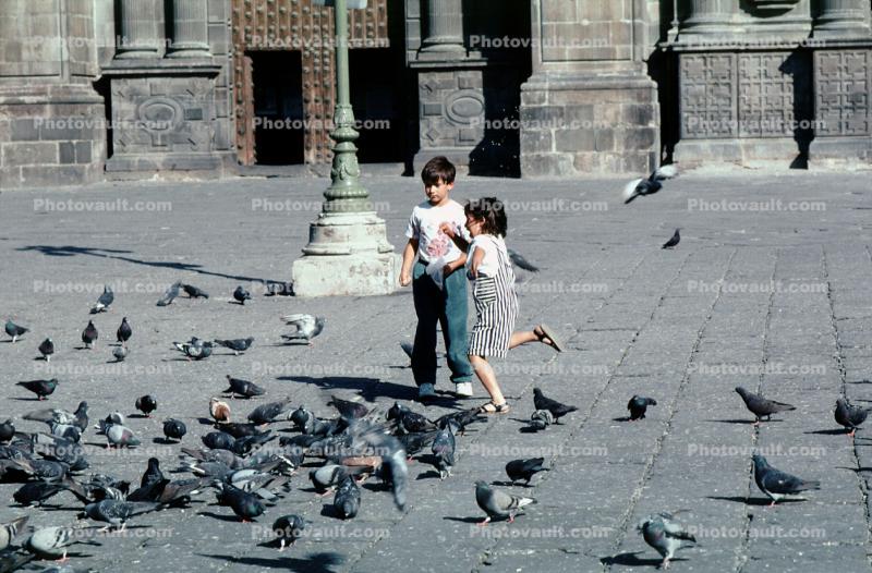 pigeon, Venice
