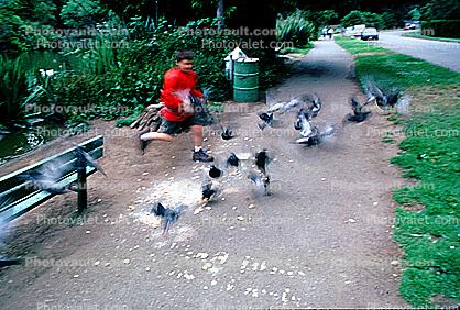 Pigeons, Stow Lake, Sidewalk