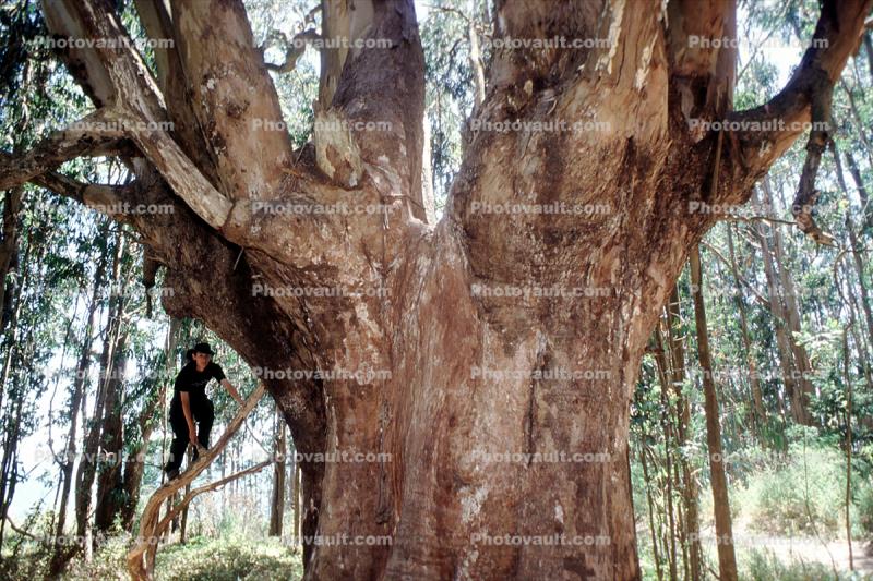 Boy Climbing, Eucalyptus tree, Marin County, California