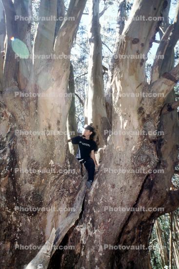 Boy Climbing, Eucalyptus tree, Marin County, California