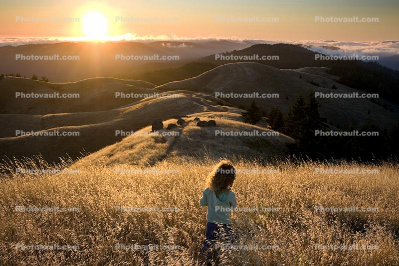 Mount Tamalpais, Sunset in the Grass