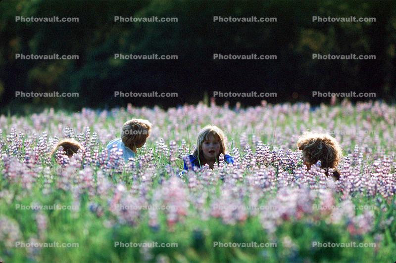 Children in a Field of Flowers, Big Sur, California