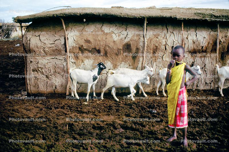 Goats, Arusha, Tanzania