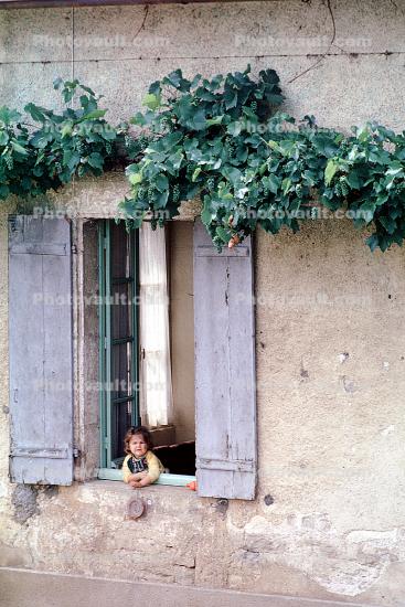 Girl in a window, shutters, ivy, July 1973