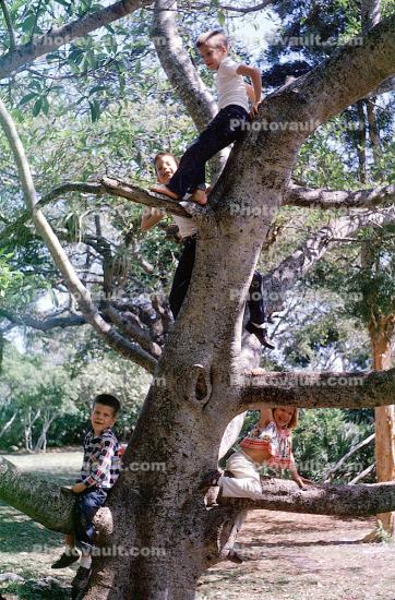 Children in Tree, 1950s