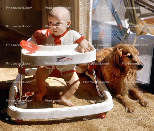 Baby, Girl, Golden Retriever, Walker, 1960s