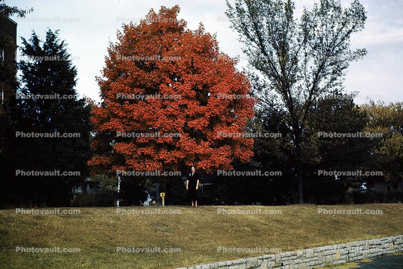 School House Tree, 18th Street, Kansas City, 1950s