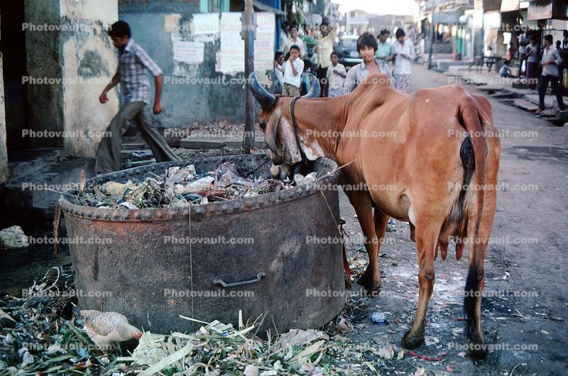 Cow, Cattle, Slum, Mumbai, (Bombay), India
