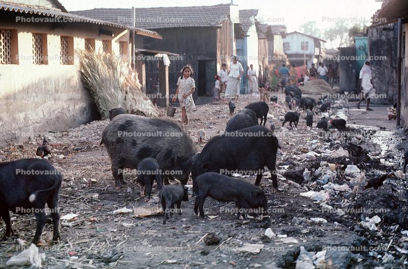Pigs scavenging for food, Slum, Mumbai, (Bombay), India