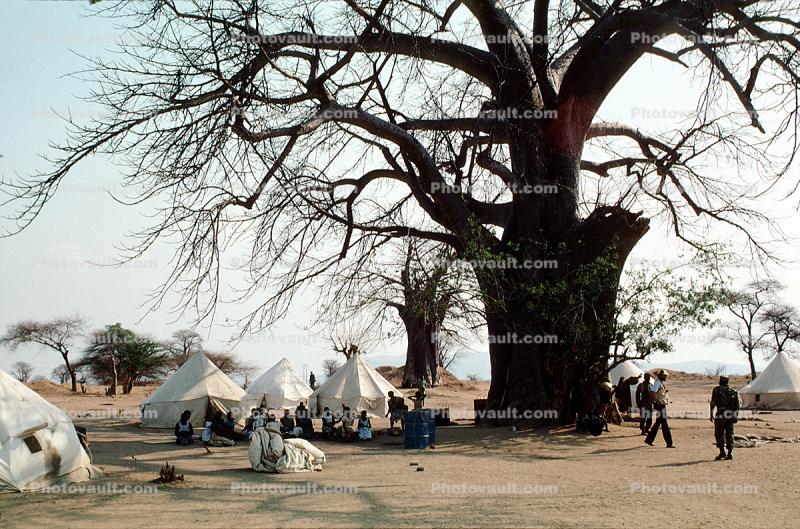 Baobab Trees, Tents, Refugee Camp, Mozambique, curly, twisted, Adansonia