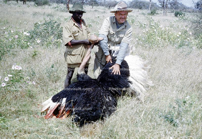 Ostrich, Poachers, Hunter, poaching, poached, Africa, African, 1951, 1950s