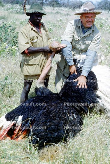 Ostrich, Poachers, poaching, poached, Africa, African, 1951, 1950s