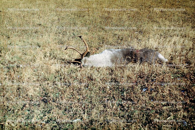 Deer, Elk, Dead, Killed, Kill, carcass, Africa, African, 1951, 1950s