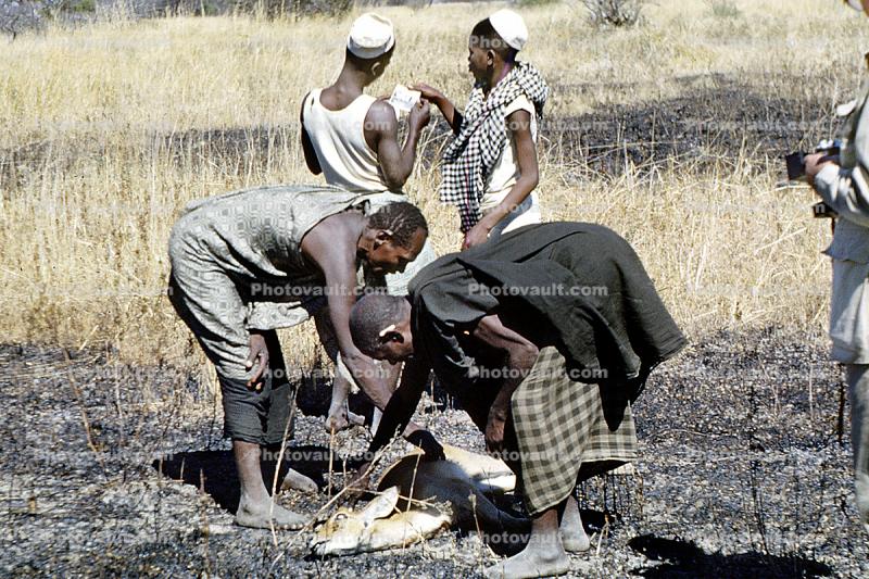 deer poaching, Poachers, Hunters, poached, Africa, African, 1951, 1950s