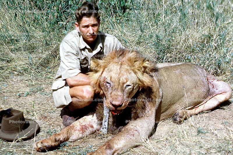 Male Lion, poaching, Poacher, Hunter, poached, Killers, Kill, Killed, Africa, African, 1951, 1950s