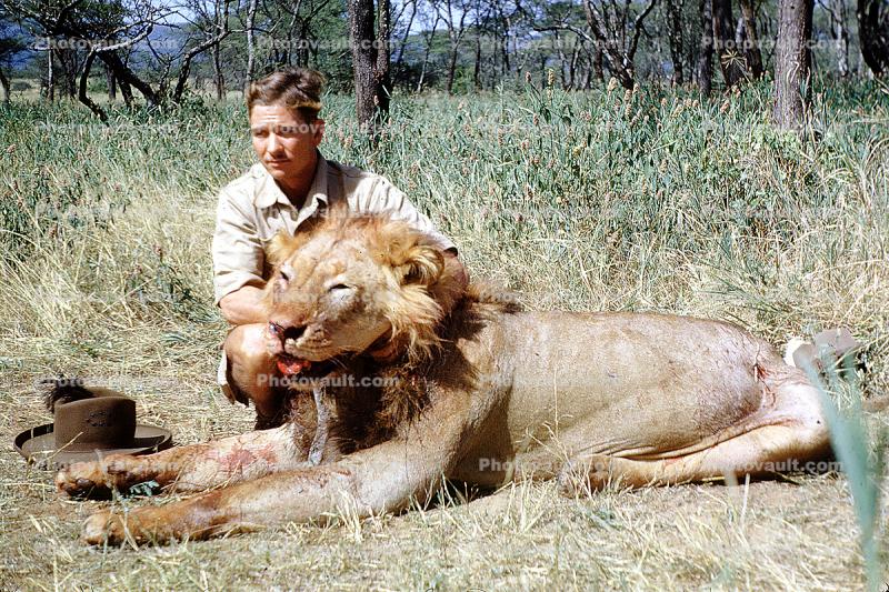 Male Lion, poaching, Poacher, Hunter, poached, Africa, African, 1951, 1950s