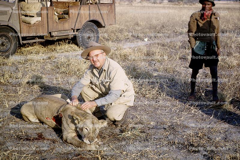 Female Lion, poaching, Poacher, Hunter, poached, rifle, African, Africa, 1951, 1950s