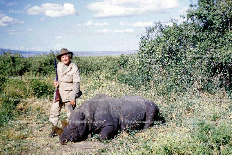 Rhinoceros poaching, Poacher, Hunter, poached, rifle, African, Africa, horns, 1951, 1950s