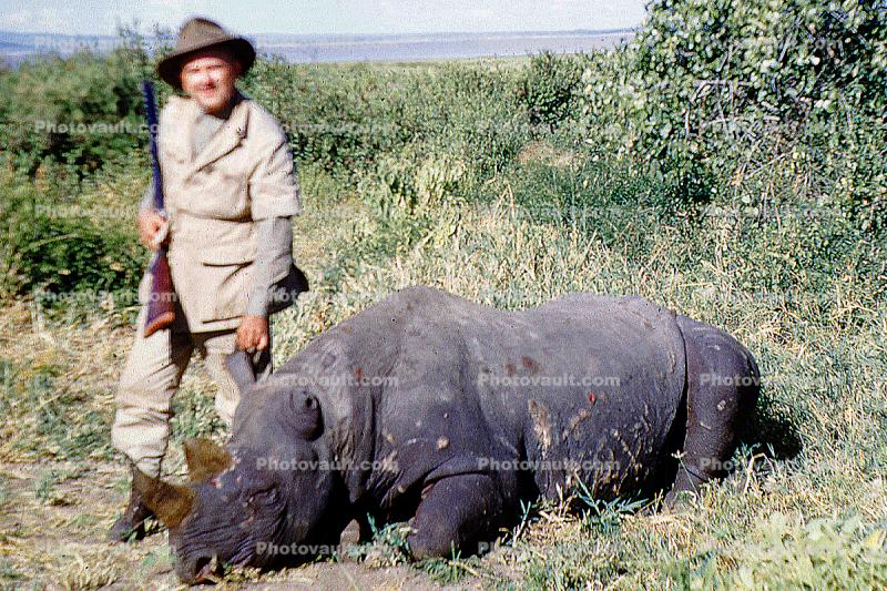 Rhinoceros poaching, Poacher, Hunter, poached, rifle, African, Africa, horns, 1951, 1950s