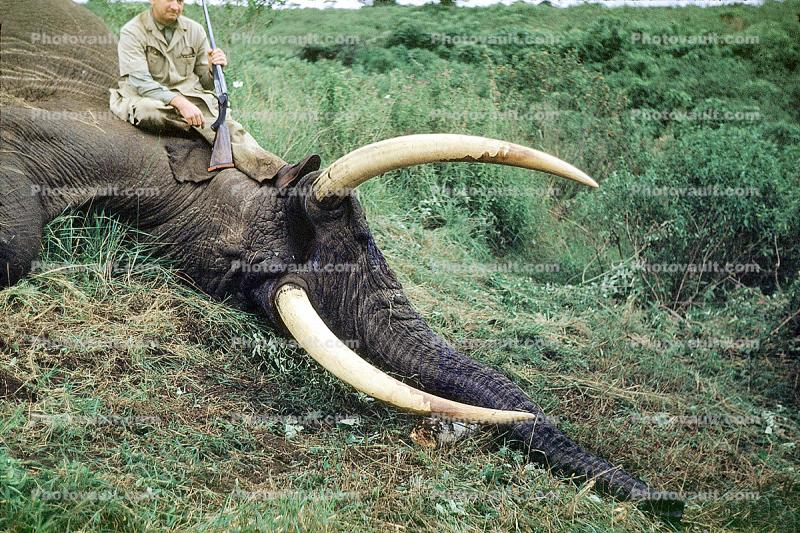 Africa, African, Elephant Tusk, poaching, Poacher, Hunter, poached, rifle, tusk, ivory, 1951, 1950s