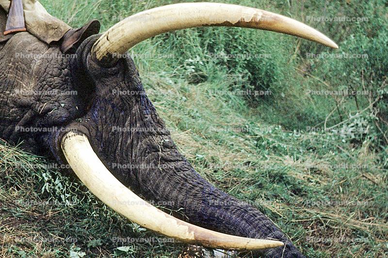 Elephant Tusk, poaching, Poacher, Hunter, poached, rifle, African, Africa, horns, tusk, ivory, 1951, 1950s