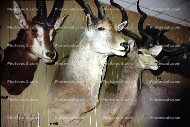 Taxidermy, African Animals, antelope