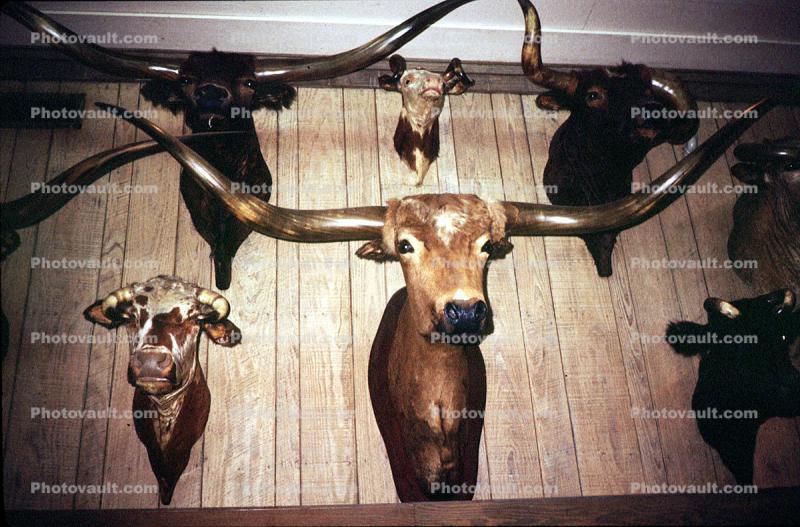 Taxidermy, longhorn cattle, chattel