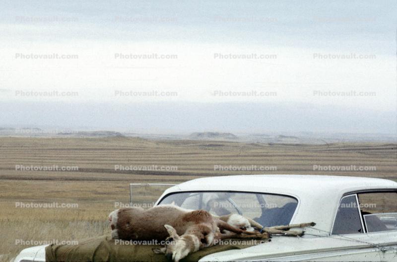 Dead Dear, Chevy Car, 1960s