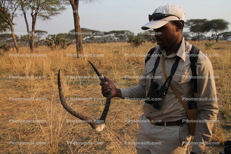 Antlers, poaching, Africa