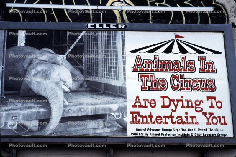 Animals in the Circus Are Dying to Entertain You