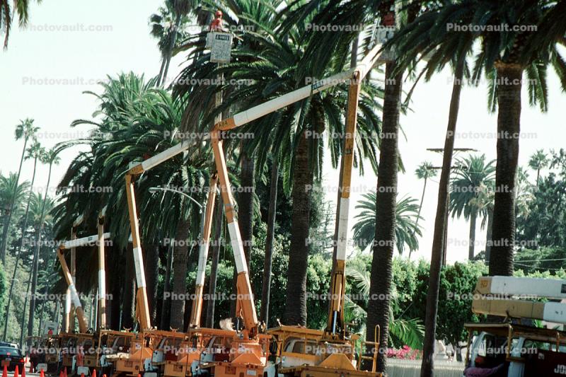 Tree Trimming, Palm Trees
