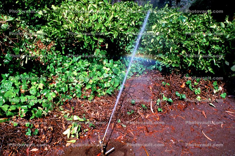 rainbow, watering, water, rain, wet, slippery, Exterior, Outdoors, Outside