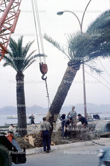 Planting a Palm Tree with a crane, landscaping